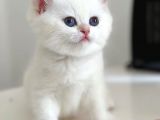 Kar Beyaz Silver British Shorthair 