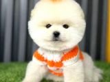 POMERRİAN BOO SEVİMLİ YAVRULAR 