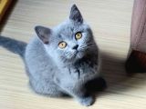 Klasik renk Orjinal British Shorthair Dişi yavru kedi 