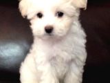 KAR BEYAZ MALTESE TERRİER CİNSLERİ 