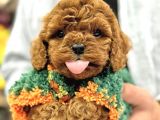 TOY POODLE SEVİMLİ YAVRULAR EV ÜRETİMİ 