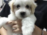Maltese terrier yavrularımız 