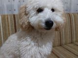 Minyatür Poddle