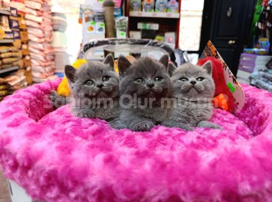 MÜKEMMEL BİRİTİSH BEBEKLERİMİZ BAKIRKÖY