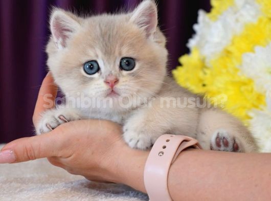 Son Kalan Özel Golden Yavru 