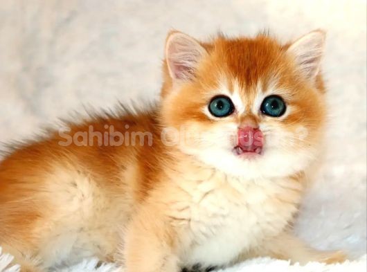 Mavi Gözleriyle Fark Yaratan Golden British Shorthair 