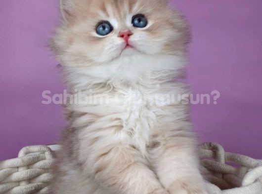 Yumuşacık AY Golden British Longhair 