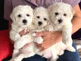 MALTESE TERRİER CİNSİ YAVRULAR 
