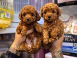 TOY POODLE SEVİMLİ YAVRULAR EV ÜRETİMİ 
