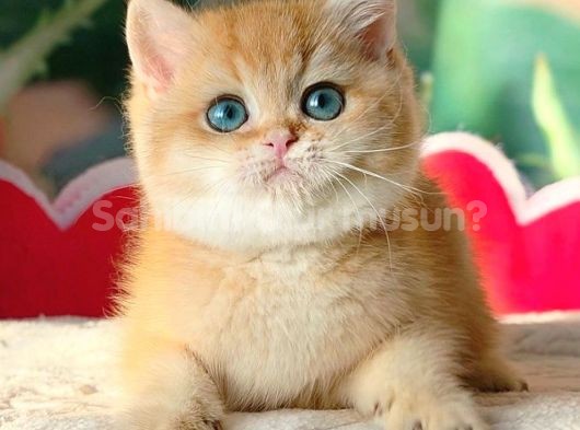 Altın Parlaklığında Golden British Shorthair 