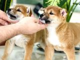 SHIBA İNU YAVRULAR 