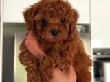 TOY POODLE SEVİMLİ YAVRULAR EV ÜRETİMİ 