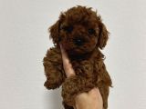 TOY POODLE SEVİMLİ YAVRULAR EV ÜRETİMİ 