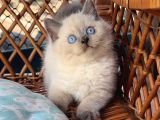 Masmavi Gözleriyle BluePoint British Shorthair 