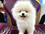 POMERRİAN BOO SEVİMLİ YAVRULAR 