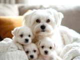MALTESE TERRİER CİNSİ YAVRULAR 