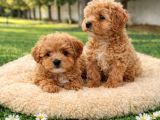 A KALİTE GERÇEK ANNE BABA MALTİPOO YAVRULAR