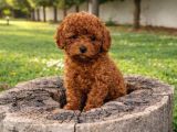 GERÇEK KORE KAN TOY POODLE YAVRULAR 