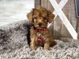 TOY POODLE SEVİMLİ YAVRULAR EV ÜRETİMİ 