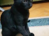 3 aylık siyah kedi