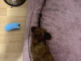 2,5 aylık red brown toy poodle