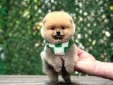 POMERRİAN BOO SEVİMLİ YAVRULAR 