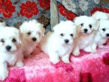 MALTESE TERRİER CİNSİ YAVRULAR 
