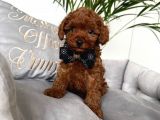 TOY POODLE SEVİMLİ YAVRULAR EV ÜRETİMİ 