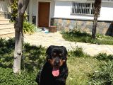ACİL YUVA ARANIYOR - 3 yaşında temel eğitimi var dişi Rottweiler