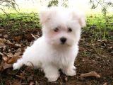 MALTESE TERRİER CİNSİ YAVRULAR 