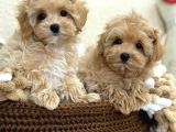 MALTİPOO CİNSİ YAVRULAR EV ÜRETİMİ 