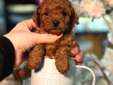 TOY POODLE SEVİMLİ YAVRULAR EV ÜRETİMİ 