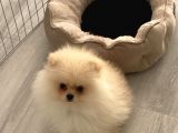 Pomeranian