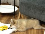 4 aylık pomeranian