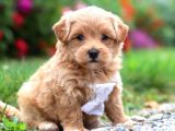 KAHVE TONLU MALTİPOO CİNSİ YAVRULAR 