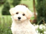MALTESE TERRİER CİNSİ YAVRULAR 