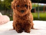 TOY POODLE SEVİMLİ YAVRULAR EV ÜRETİMİ 