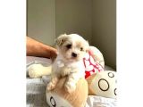 Topaç gibi maltipoo bebeklerimiz