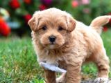 KAHVE TONLU MALTİPOO CİNSİ YAVRULAR 