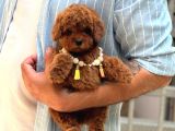 TOY POODLE SEVİMLİ YAVRULAR EV ÜRETİMİ 