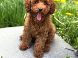 TOY POODLE SEVİMLİ YAVRULAR EV ÜRETİMİ 