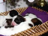 PHENOMENAL MINIES KENNEL'DAN SHOWLINE YAVRULAR