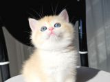 SAFKAN GOLDEN BRITISH SHORTHAIR