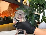 RENGARENK FRENCH BULLDOG YAVRULARIM REZERVEYE AÇIK