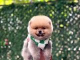 POMERRİAN BOO SEVİMLİ YAVRULAR 
