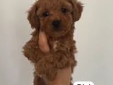 TOY POODLE SEVİMLİ YAVRULAR EV ÜRETİMİ 