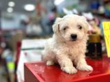 KAR BEYAZ MALTESE TERRİER CİNSLERİ 