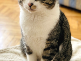 Kedi sahiplendirme ilanı