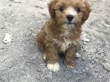 Maltipoo