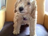 2,5 Aylık Secereli safkan Maltipoo poodle Melezi yavru apricot erkek